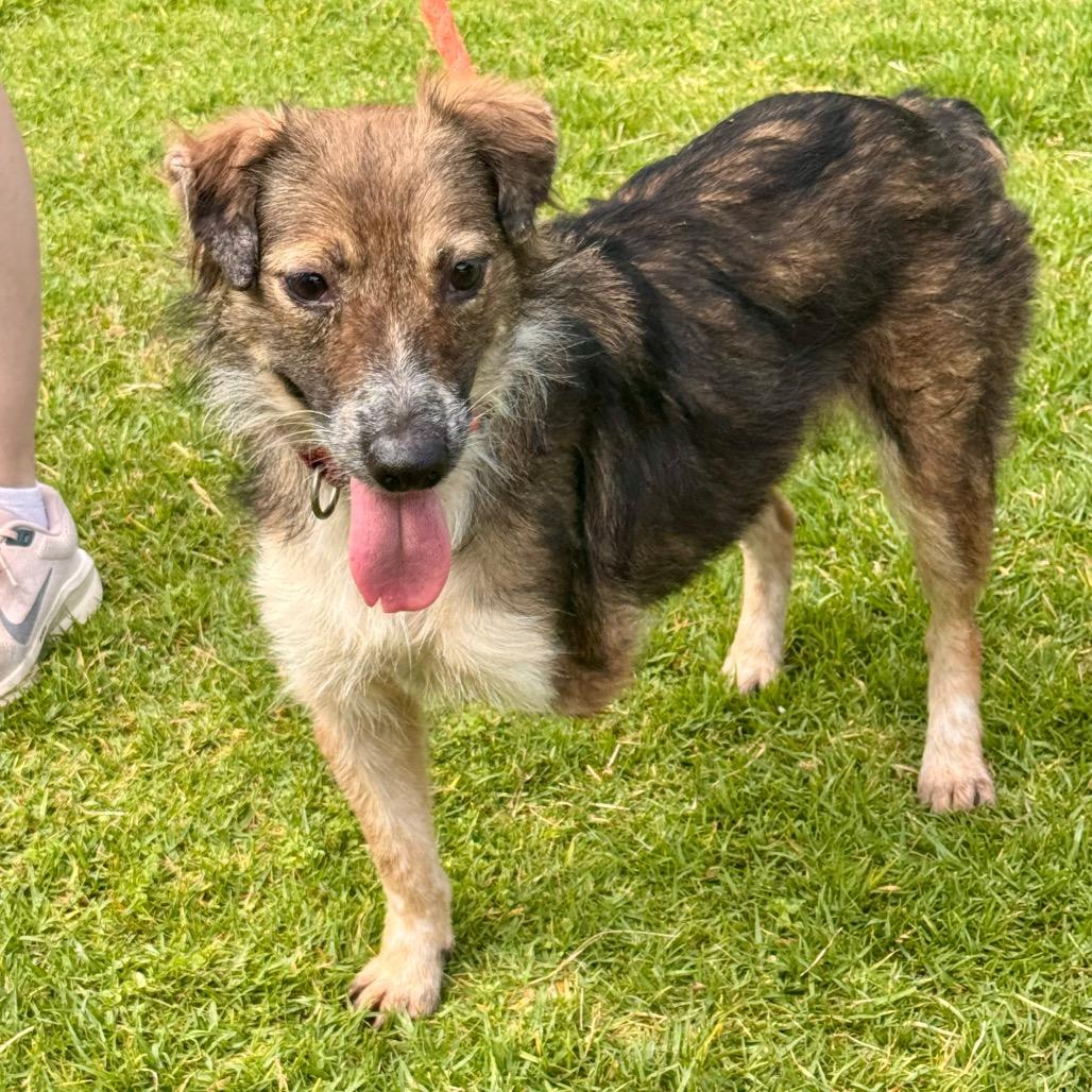 Twix - City of industry Location, a Adoptable mixed breed in Chino Hills, CA image 2/5
