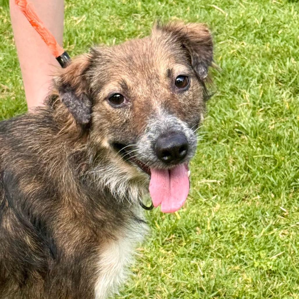 Twix - City of industry Location, a Adoptable mixed breed in Chino Hills, CA image 3/5