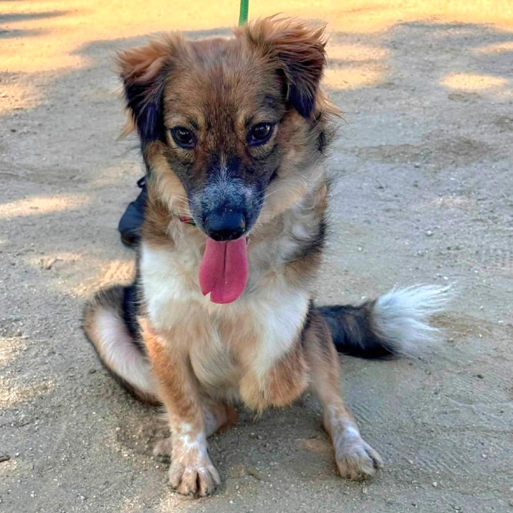 Twix - Costa Mesa Location, a Adoptable mixed breed in Chino Hills, CA image 4/6