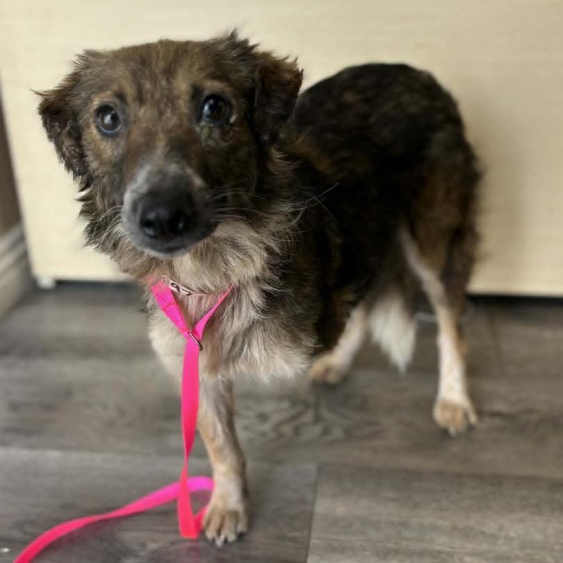 Twix - City of industry Location, a Adoptable mixed breed in Chino Hills, CA image 5/5