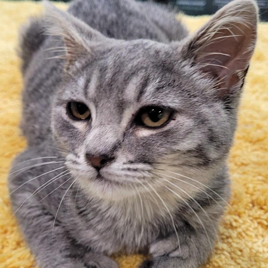 Mad Dash, Adoptable, Kitten Female Domestic Short Hair.