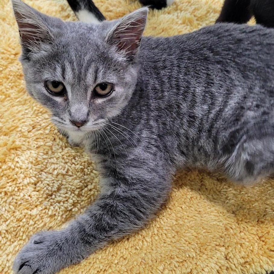 Enlarge Mad Dash, a Adoptable Domestic Short Hair in Coos Bay, OR image 2/6