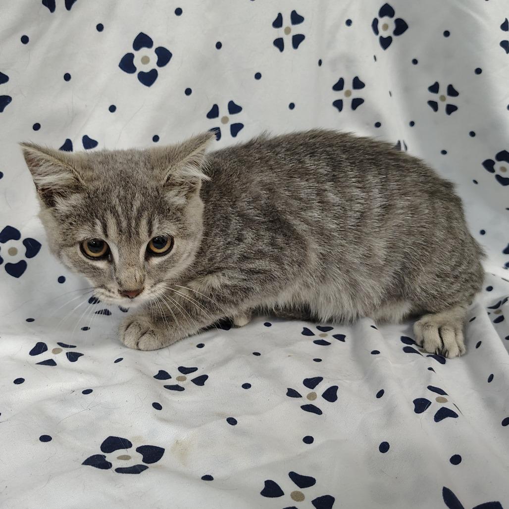 Enlarge Mad Dash, a Adoptable Domestic Short Hair in Coos Bay, OR image 3/6