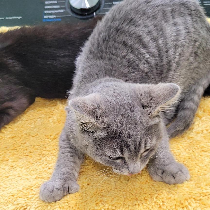 Enlarge Mad Dash, a Adoptable Domestic Short Hair in Coos Bay, OR image 4/6