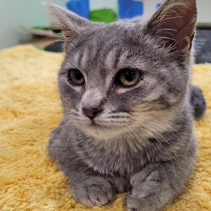 Enlarge Mad Dash, a Adoptable Domestic Short Hair in Coos Bay, OR image 5/6