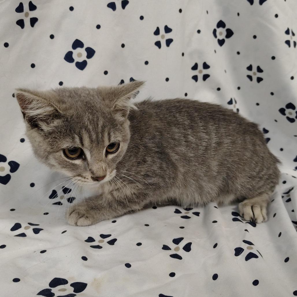 Enlarge Mad Dash, a Adoptable Domestic Short Hair in Coos Bay, OR image 6/6