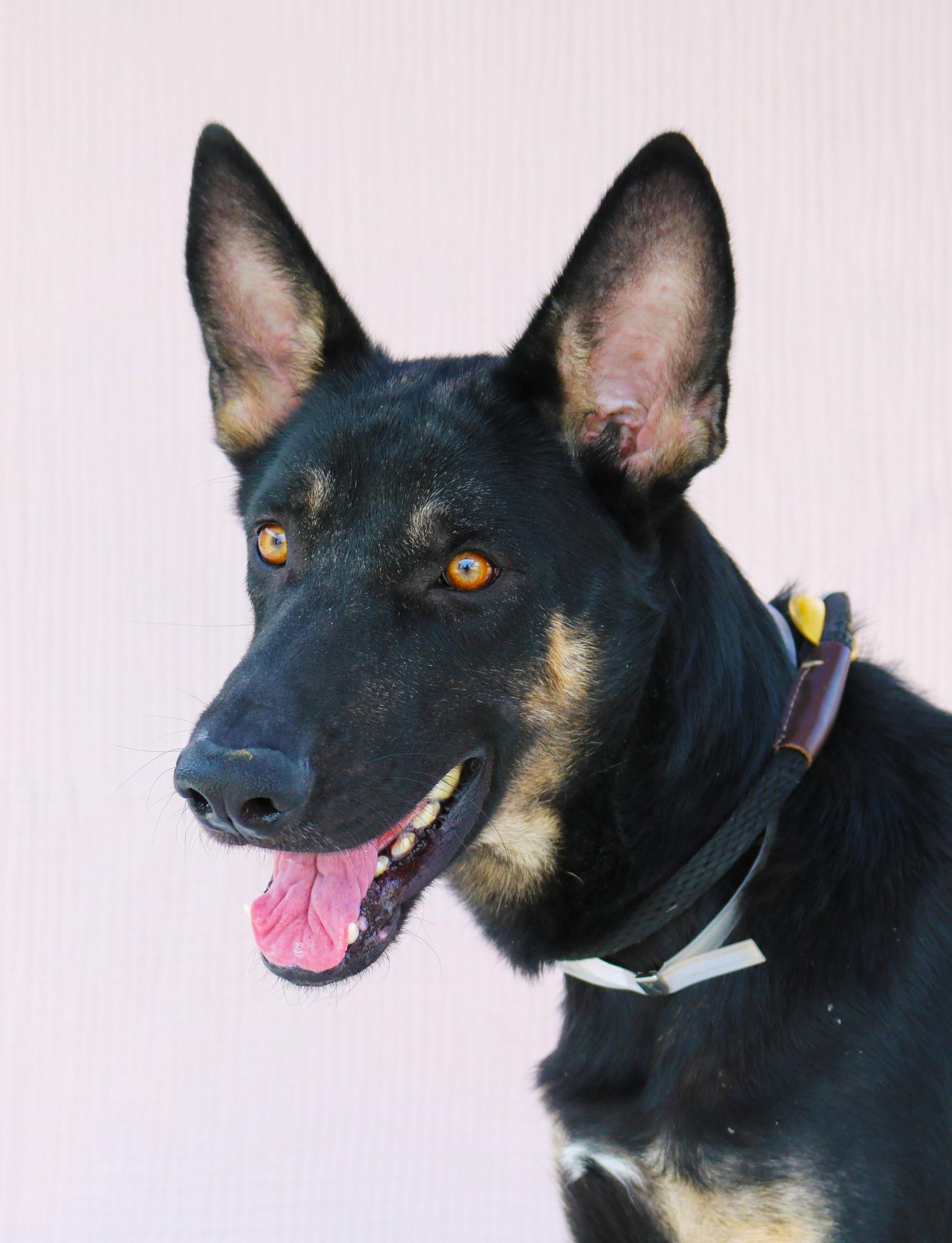 Enlarge CALVIN, a Adoptable German Shepherd Dog in Pasadena, CA image 1/3
