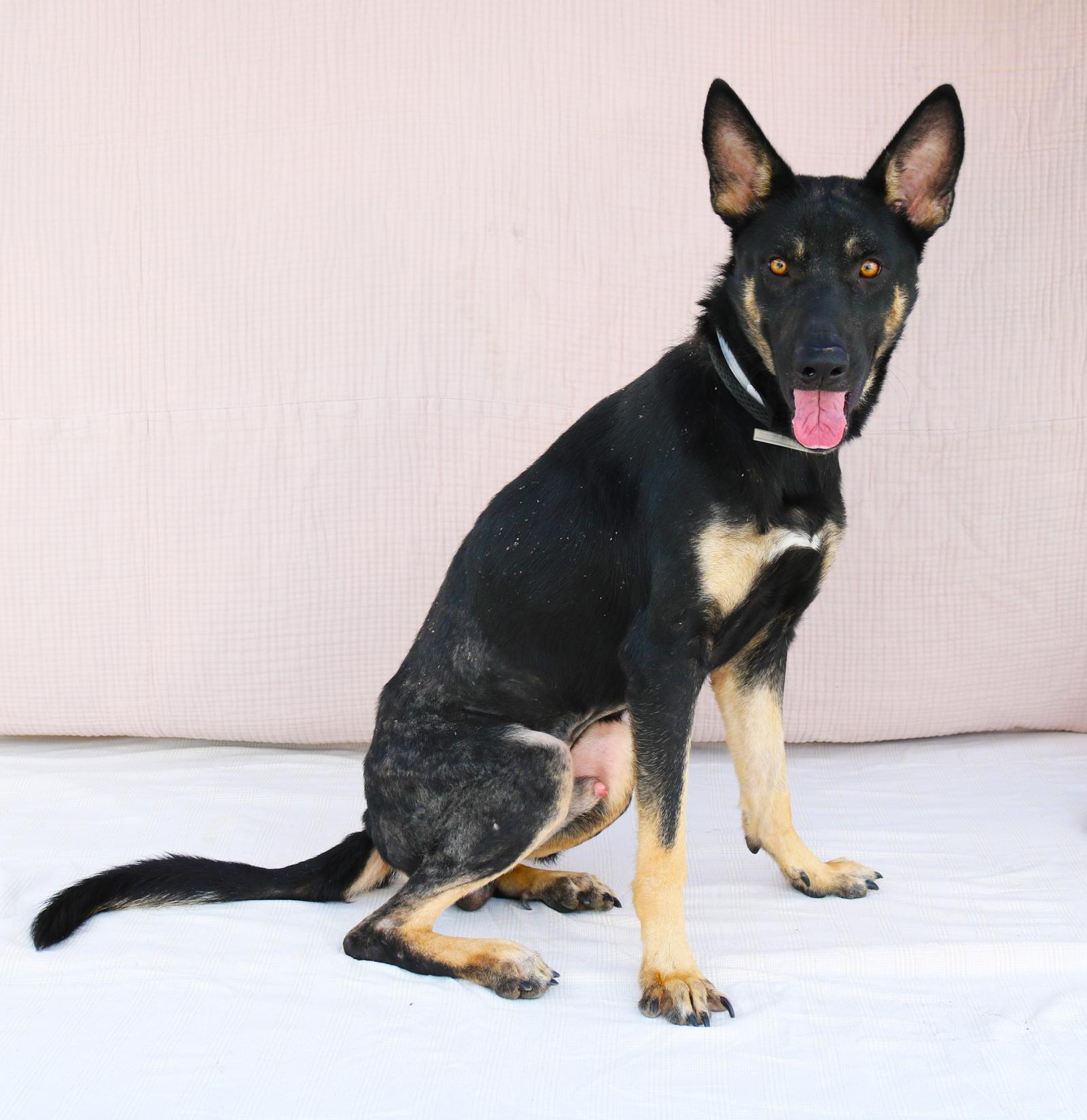 Enlarge CALVIN, a Adoptable German Shepherd Dog in Pasadena, CA image 2/3