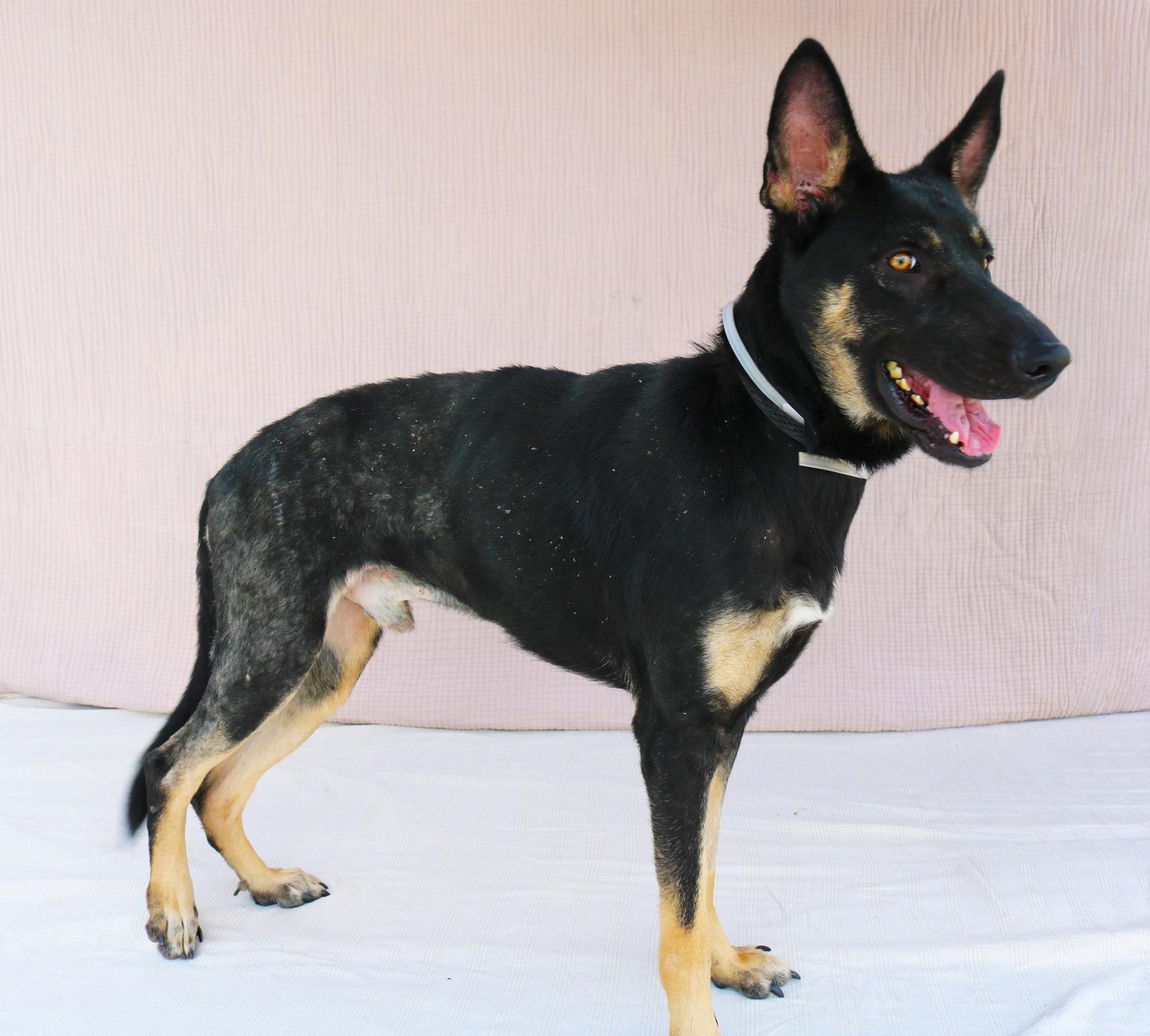 Enlarge CALVIN, a Adoptable German Shepherd Dog in Pasadena, CA image 3/3
