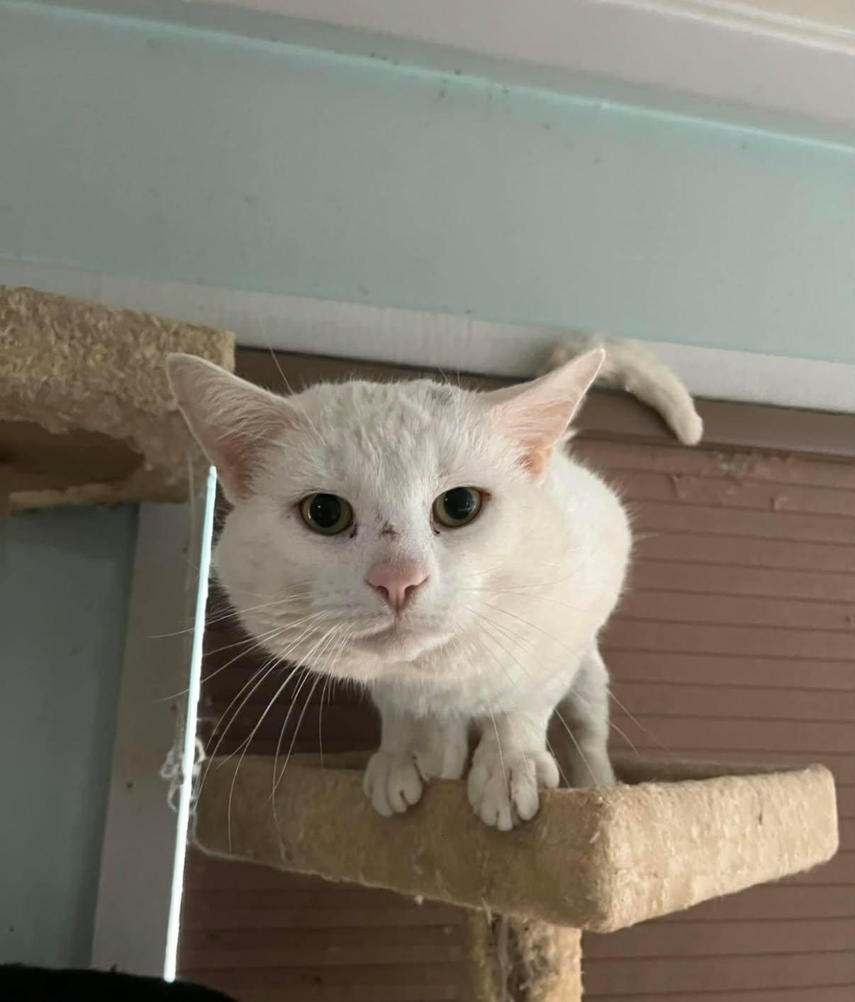 Ice, ADOPTABLE, Adult Male Domestic Short Hair.