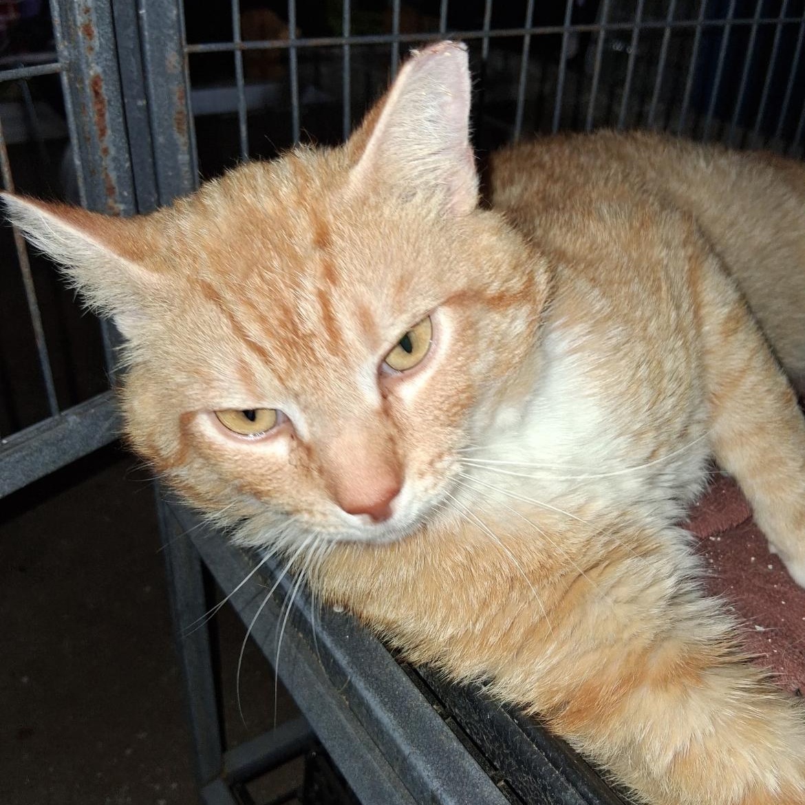 Happy, ADOPTABLE, Adult Male Domestic Short Hair.