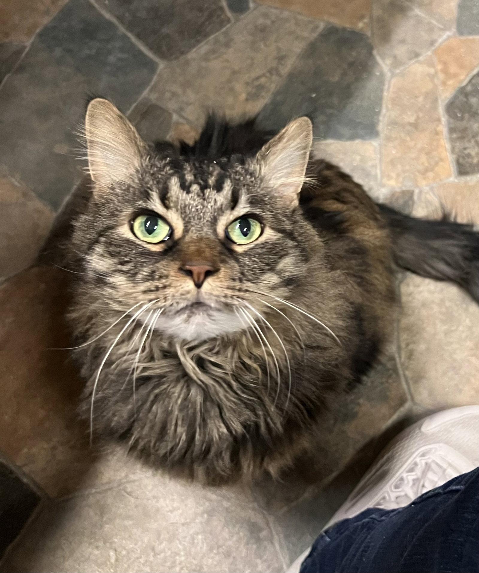 Enlarge Otto, a Adoptable Domestic Long Hair in Blasdell, NY image 1/1