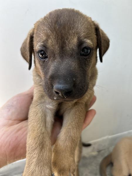 Enlarge Blake, a Adoptable mixed breed in Victorville, CA image 1/1