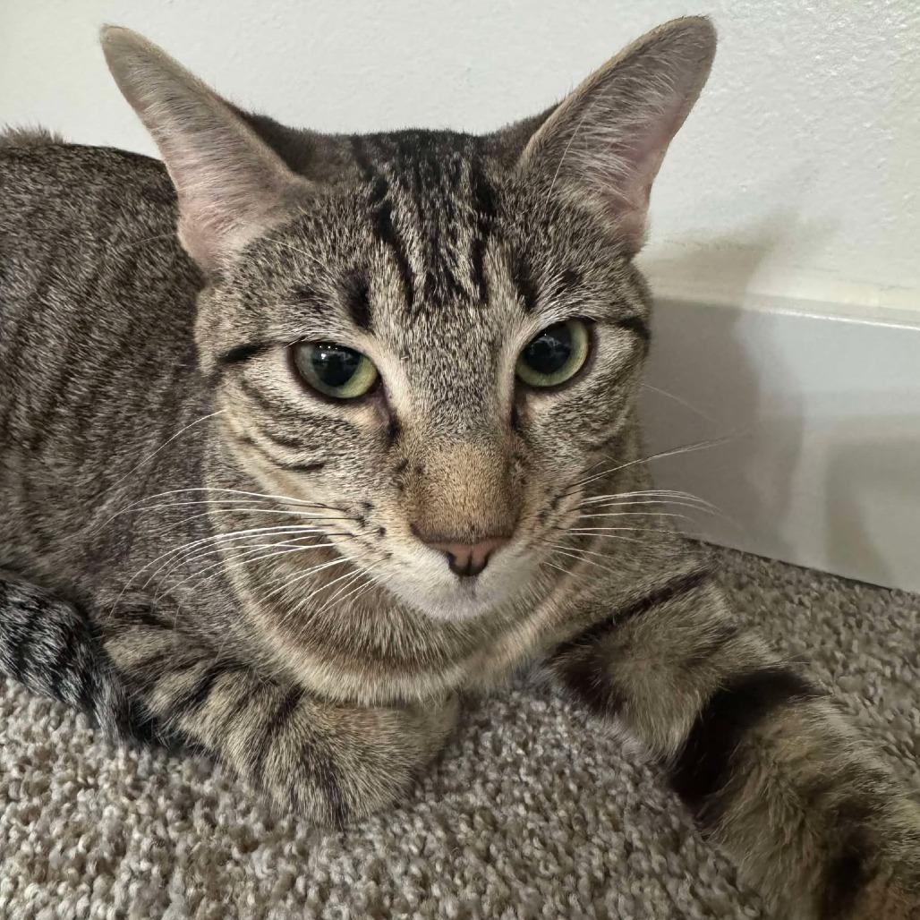 Enlarge Sasha Lopes, a Adoptable Domestic Short Hair in Eagle Mountain, UT image 1/1