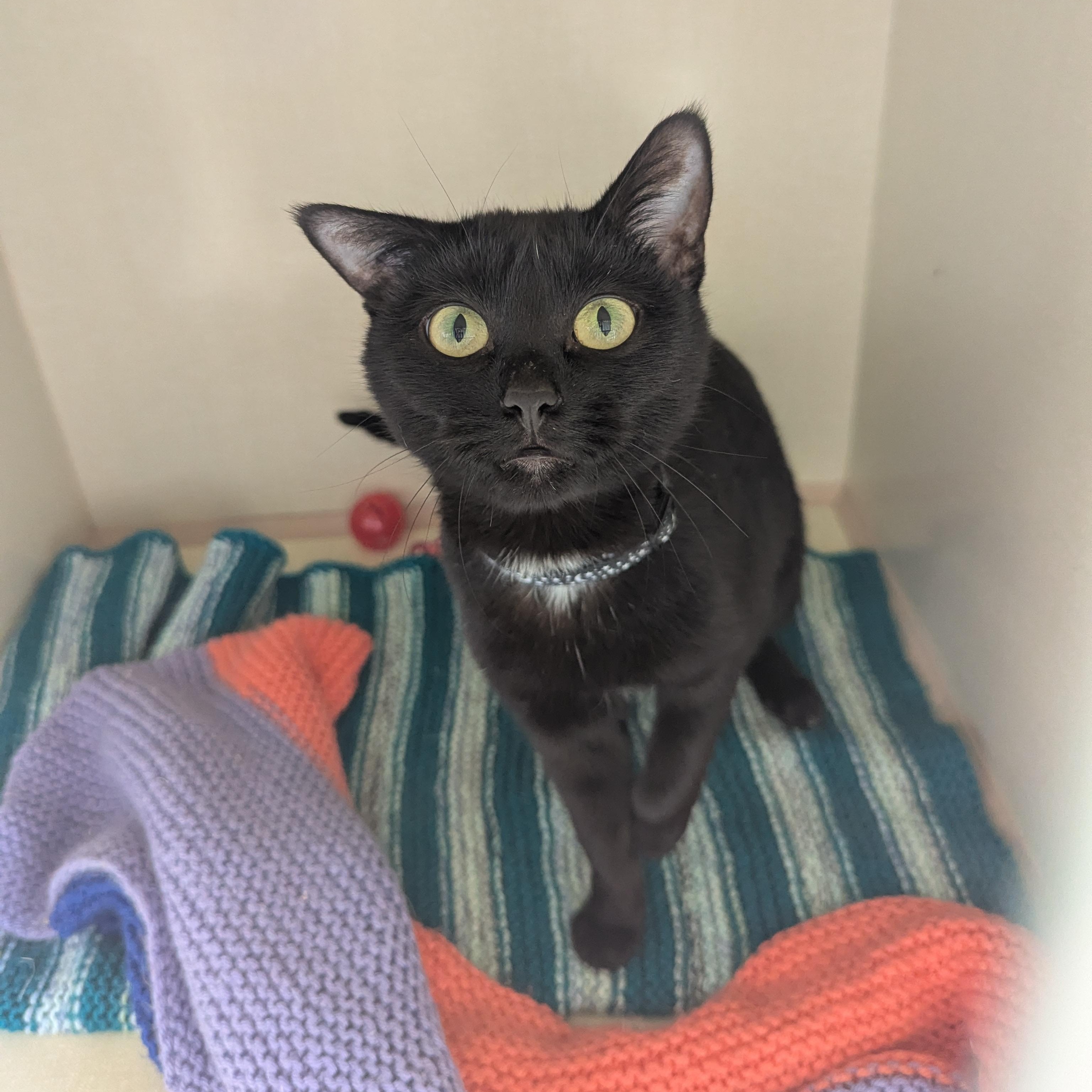 Enlarge Whiskas, a ADOPTABLE Domestic Short Hair in Morden, MB image 1/1