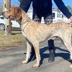 Gibson, Adoptable, Adult Male Coonhound.