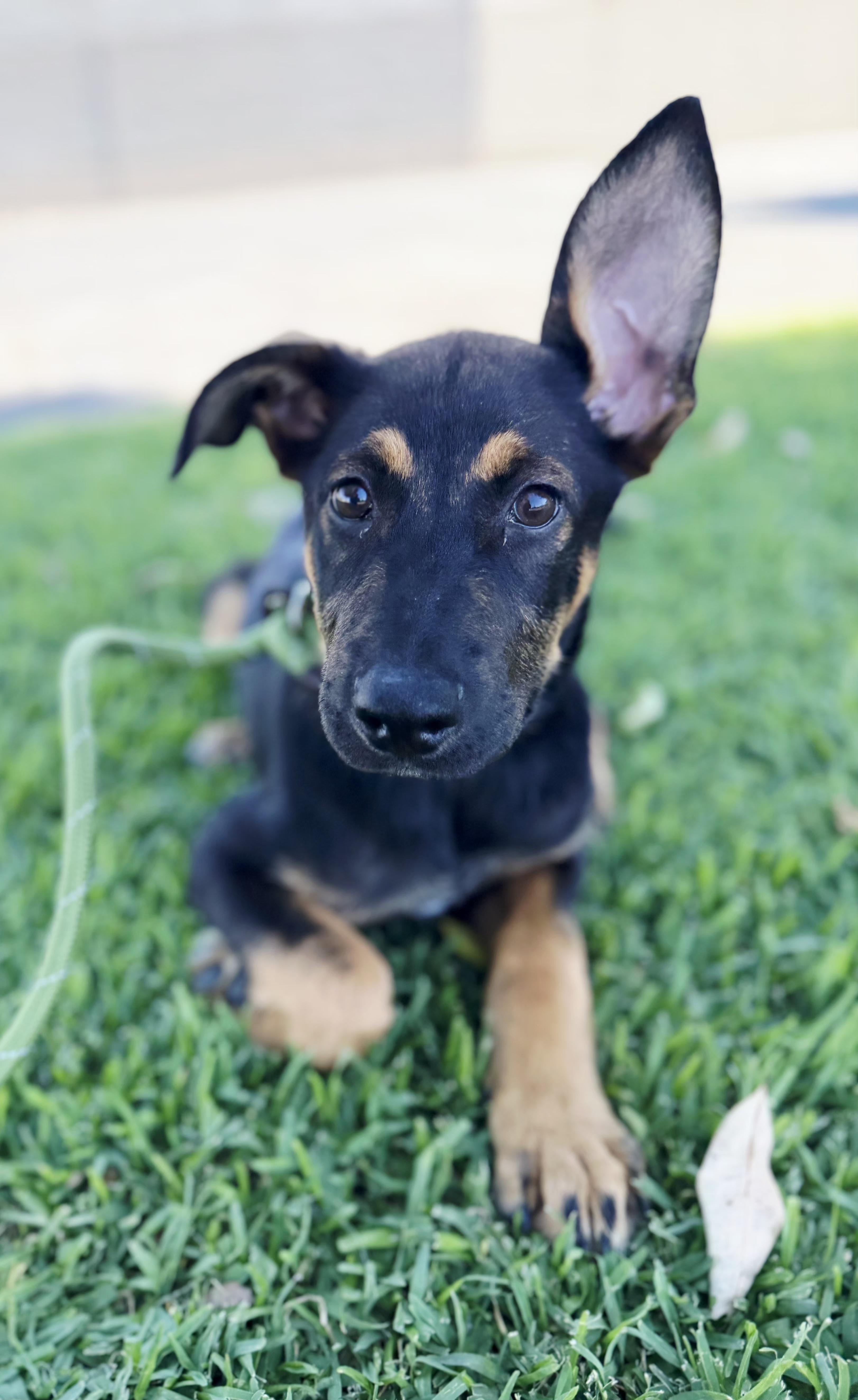 Adorable Andy pup, Adoptable, Young Male German Shepherd Dog.