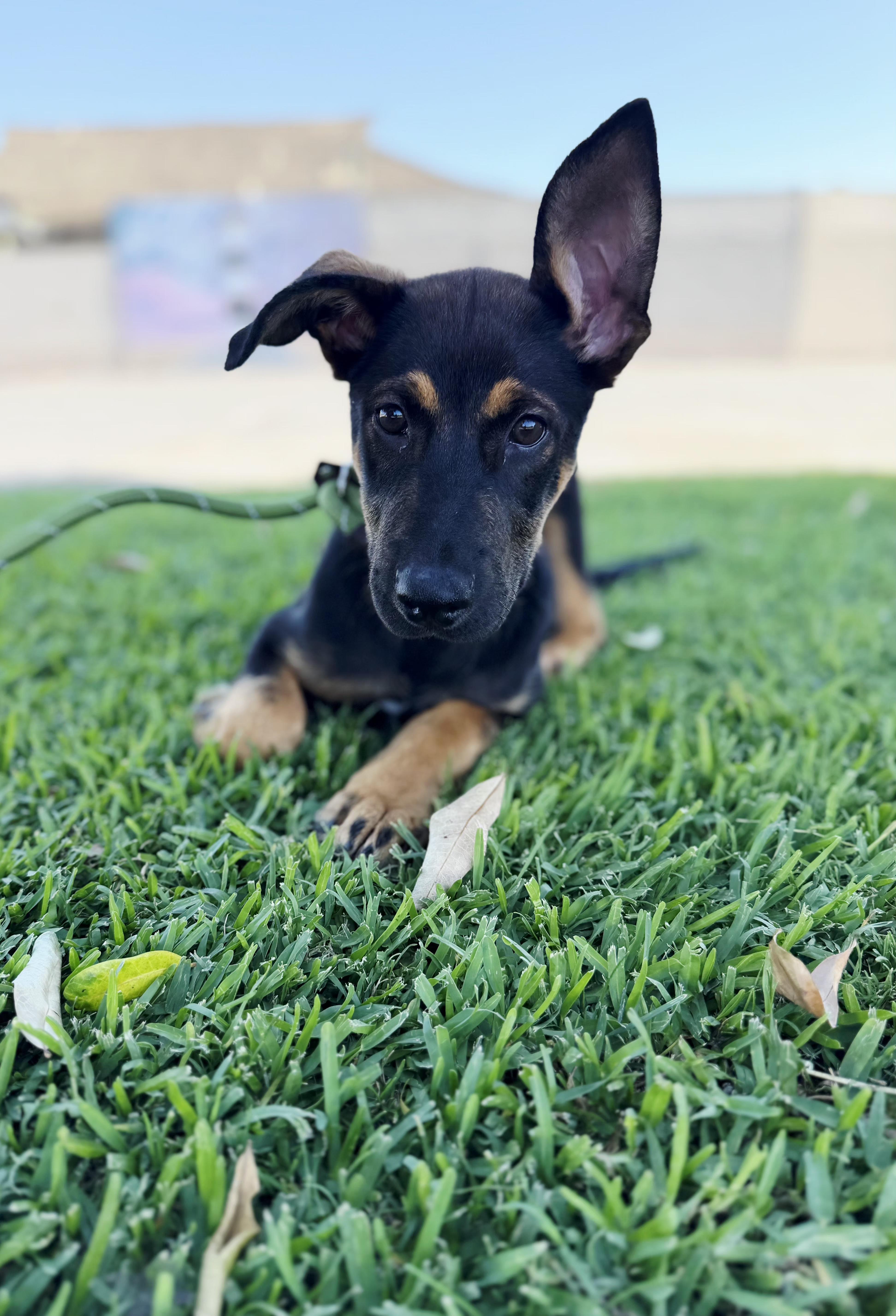 Enlarge Adorable Andy pup, a Adoptable German Shepherd Dog in Hermosa Beach, CA image 2/3