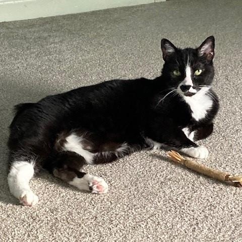 Holly, Adoptable, Senior Female Manx & Tuxedo.
