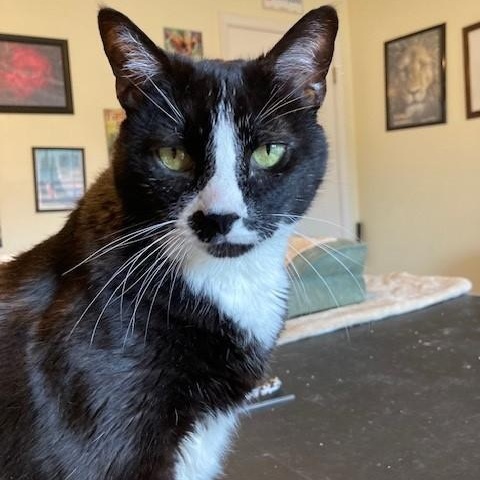 Holly, Adoptable, Senior Female Manx & Tuxedo.
