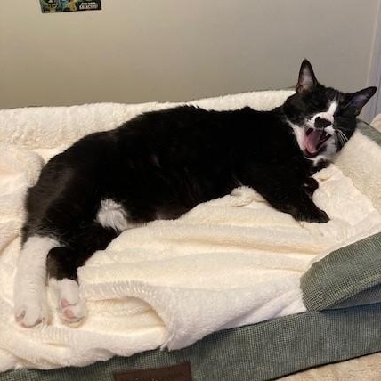 Holly, a Adoptable mixed breed in Memphis, TN image 5/5