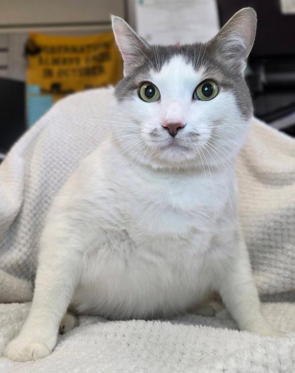 Kimba, Adoptable, Adult Male Domestic Short Hair.