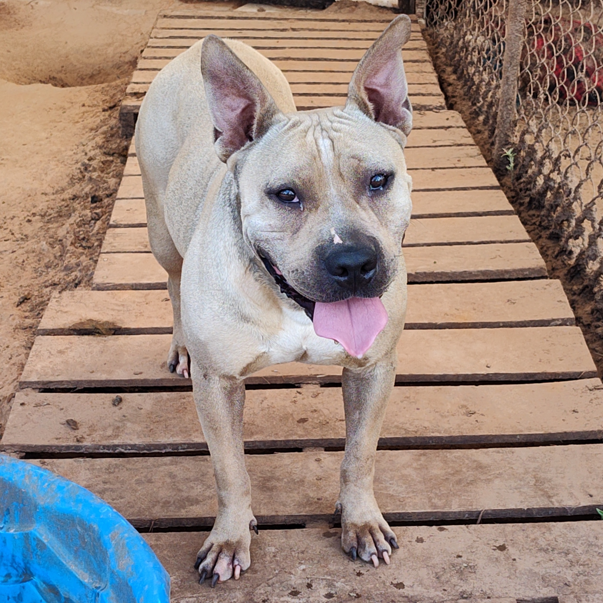 Enlarge Lucky, a Adoptable Terrier in Paradise, TX image 1/5
