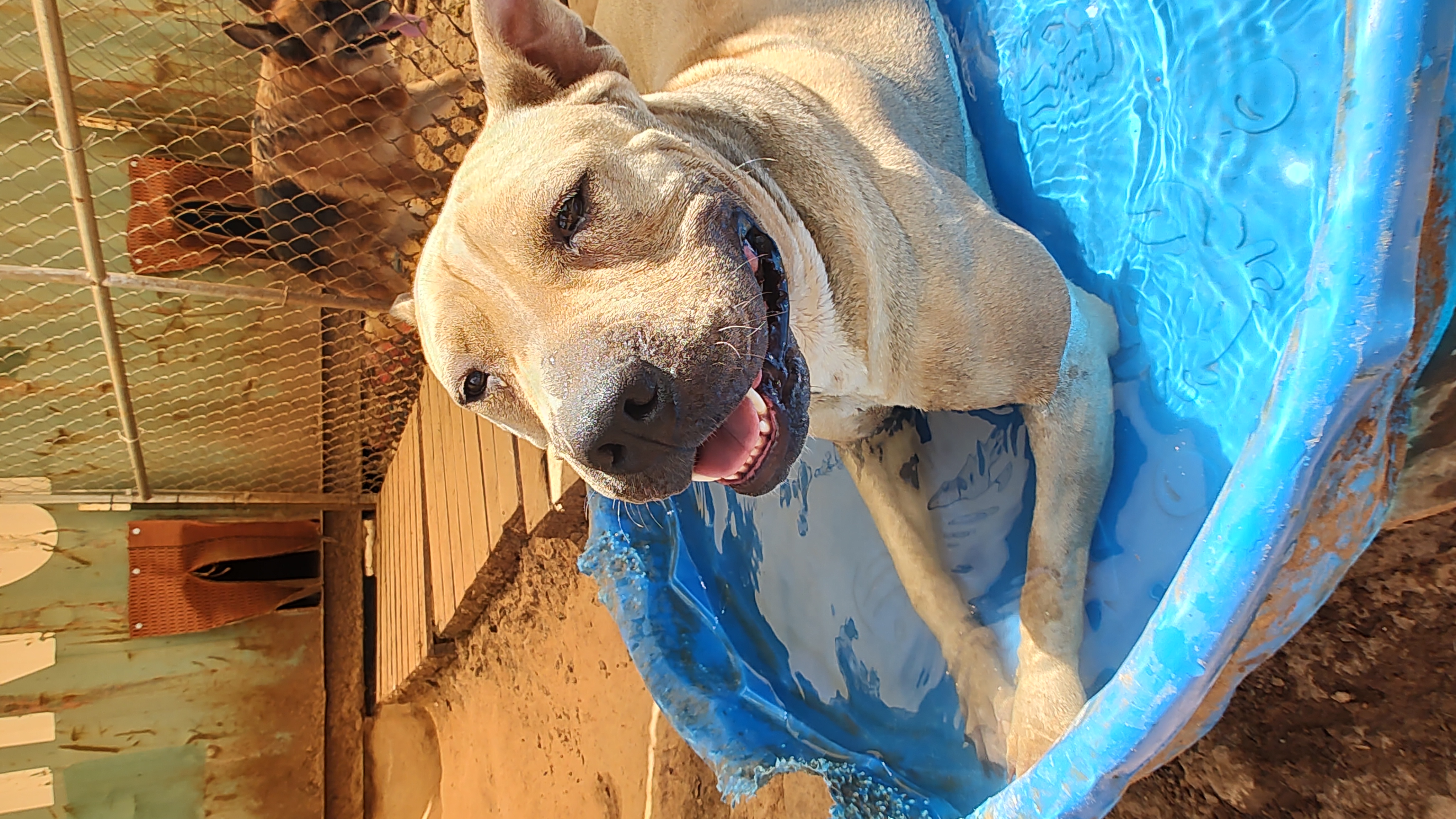 Enlarge Lucky, a Adoptable Terrier in Paradise, TX image 2/5