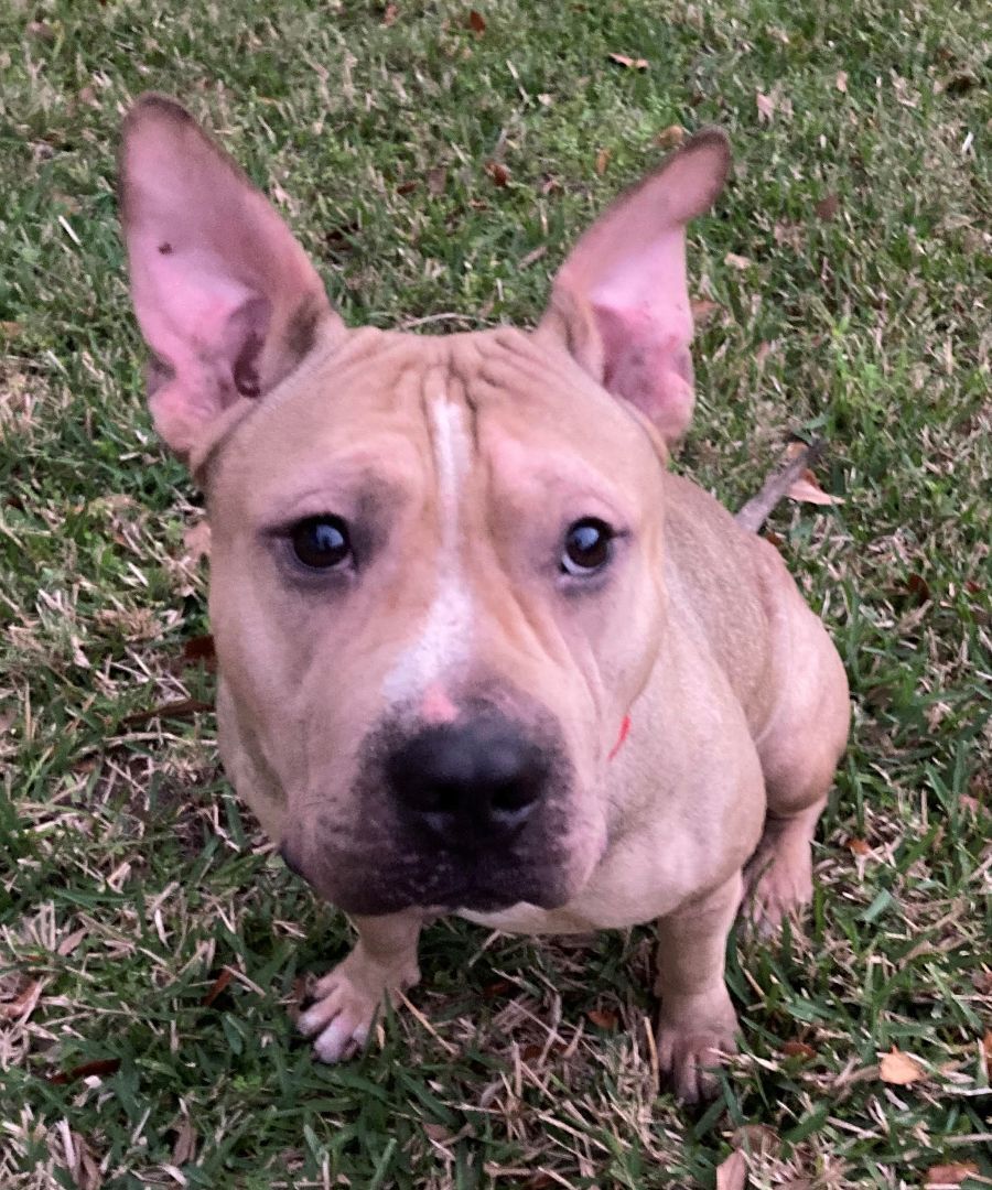 Enlarge Lucky, a Adoptable Terrier in Paradise, TX image 3/5