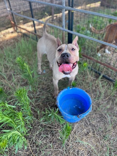 Enlarge Lucky, a Adoptable Terrier in Paradise, TX image 4/5