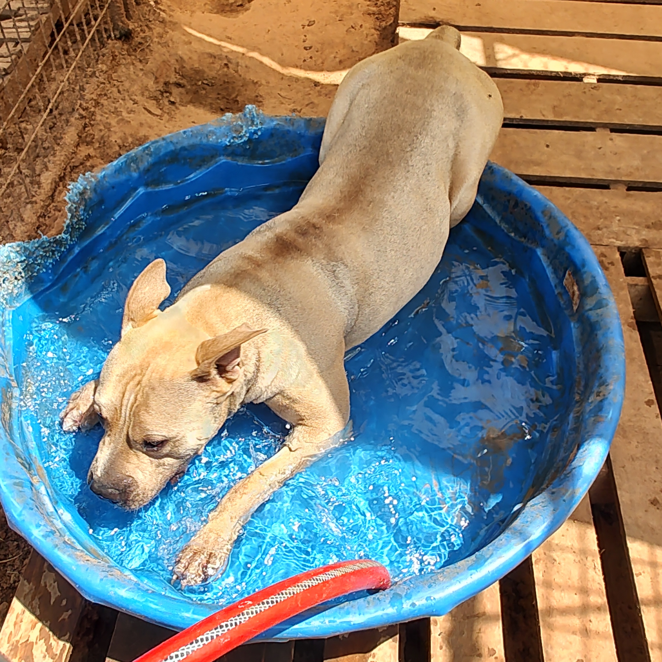 Enlarge Lucky, a Adoptable Terrier in Paradise, TX image 5/5