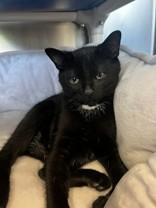 George, ADOPTABLE, Young Male Domestic Short Hair.