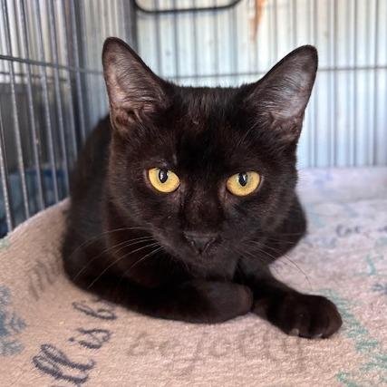 Enlarge Trick (26-9877), a Adoptable Domestic Short Hair in Fort Smith, AR image 1/2