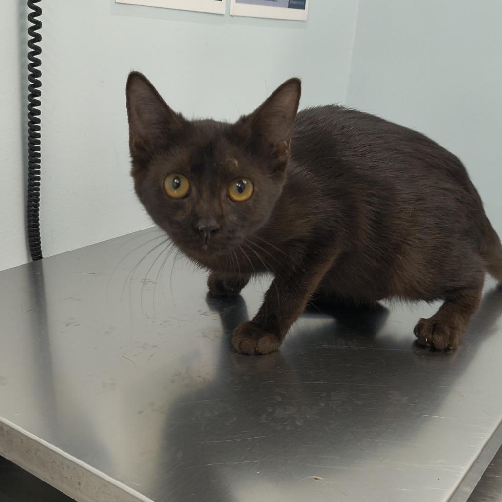 Enlarge Trick (26-9877), a Adoptable Domestic Short Hair in Fort Smith, AR image 2/2