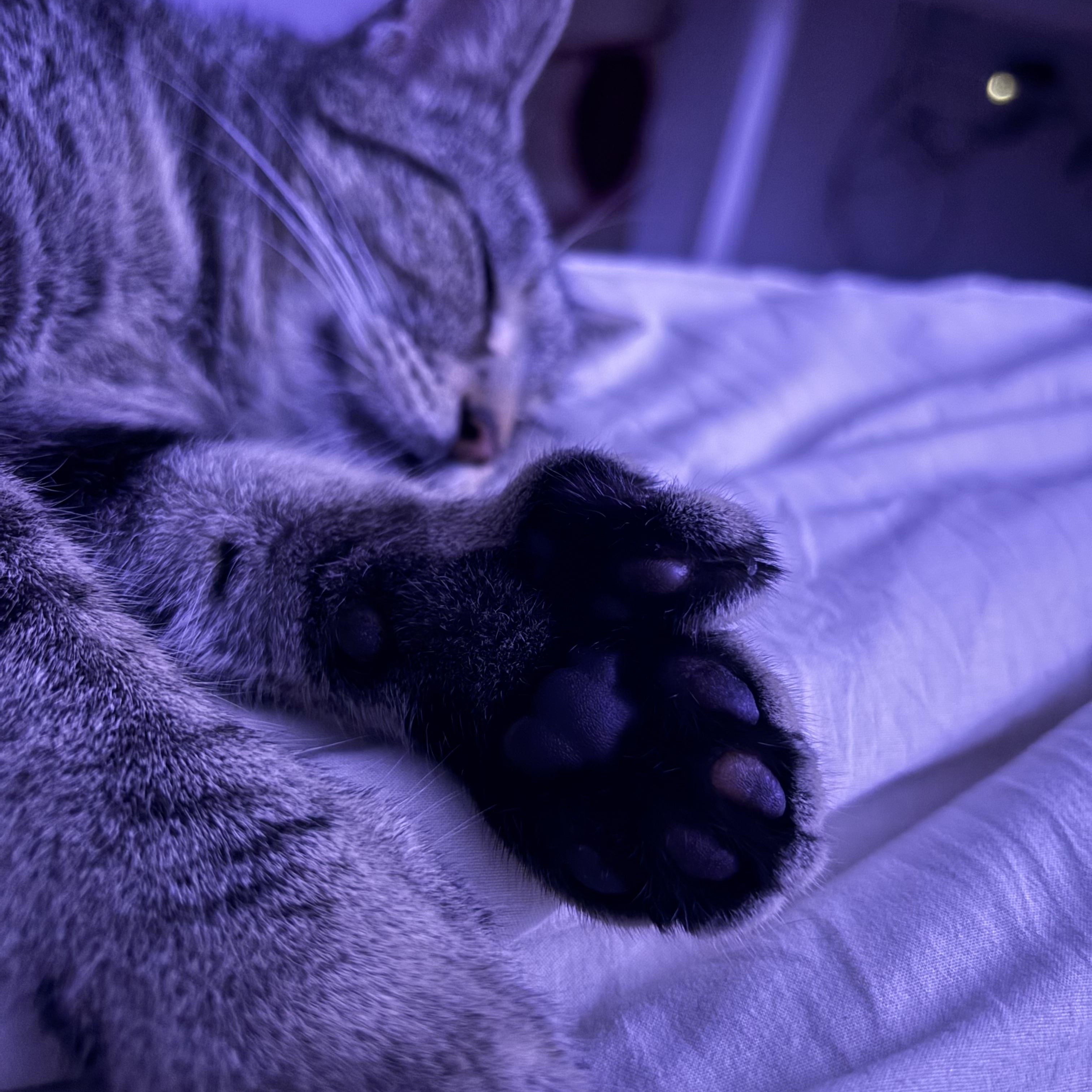 Enlarge Sara , a ADOPTABLE mixed breed in Sanford, NC image 3/4