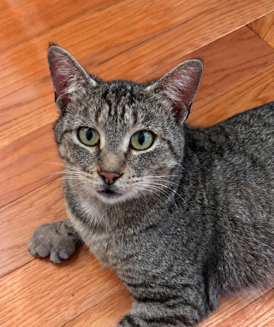 Sara , Adoptable, Adult Female Extra-Toes Cat / Hemingway Polydactyl & Domestic Short Hair.