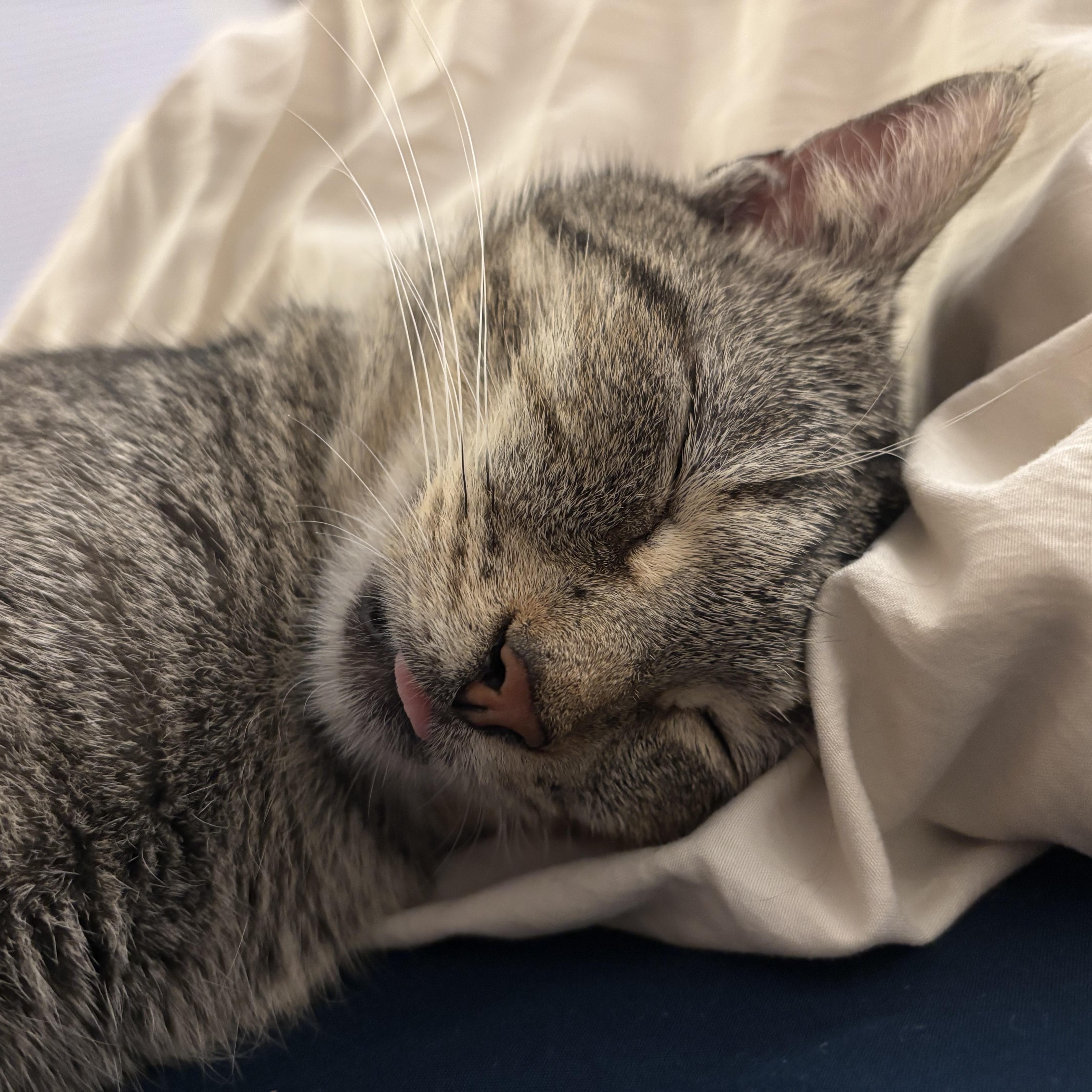 Enlarge Sara , a ADOPTABLE mixed breed in Sanford, NC image 4/4