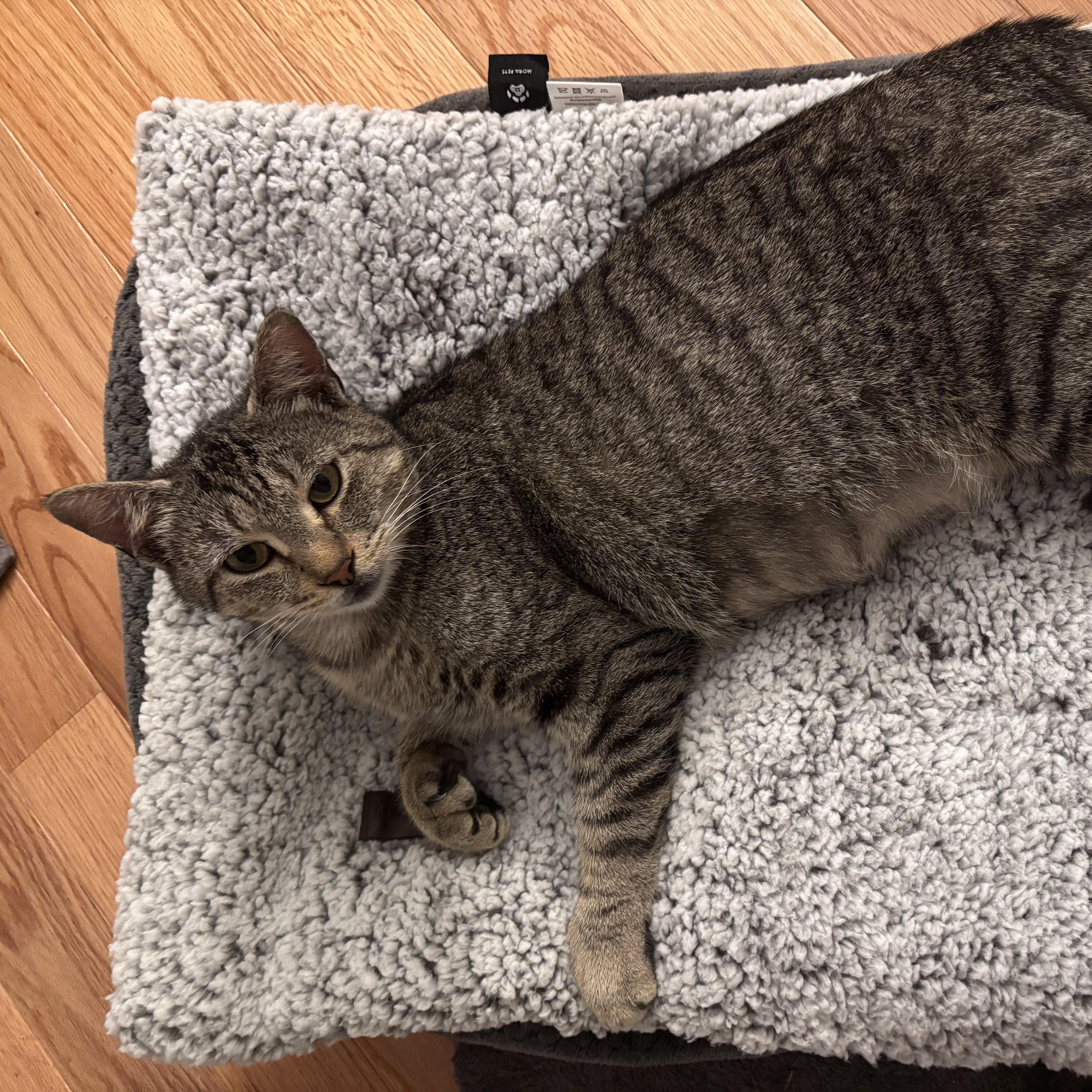 Enlarge Sara , a ADOPTABLE mixed breed in Sanford, NC image 2/4