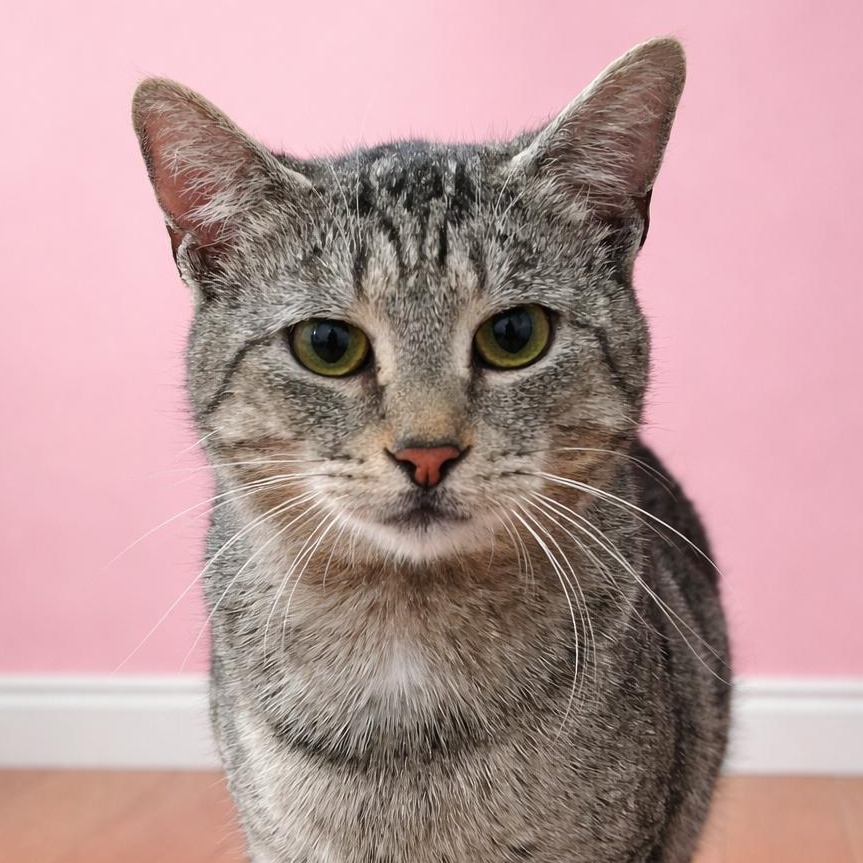 Enlarge Sara , a ADOPTABLE mixed breed in Sanford, NC image 1/4
