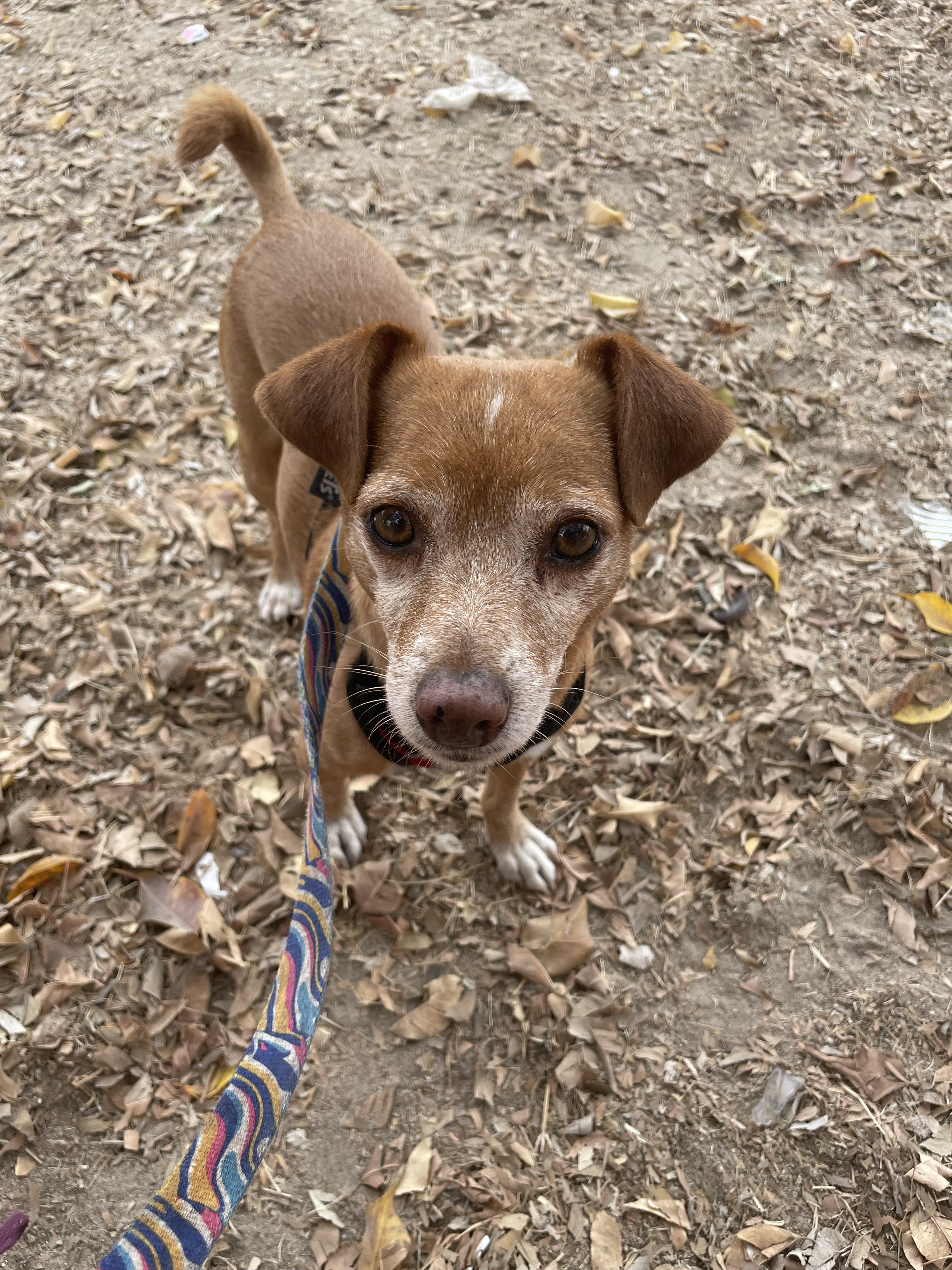 Mazapán, Adoptable, Adult Male Chihuahua.