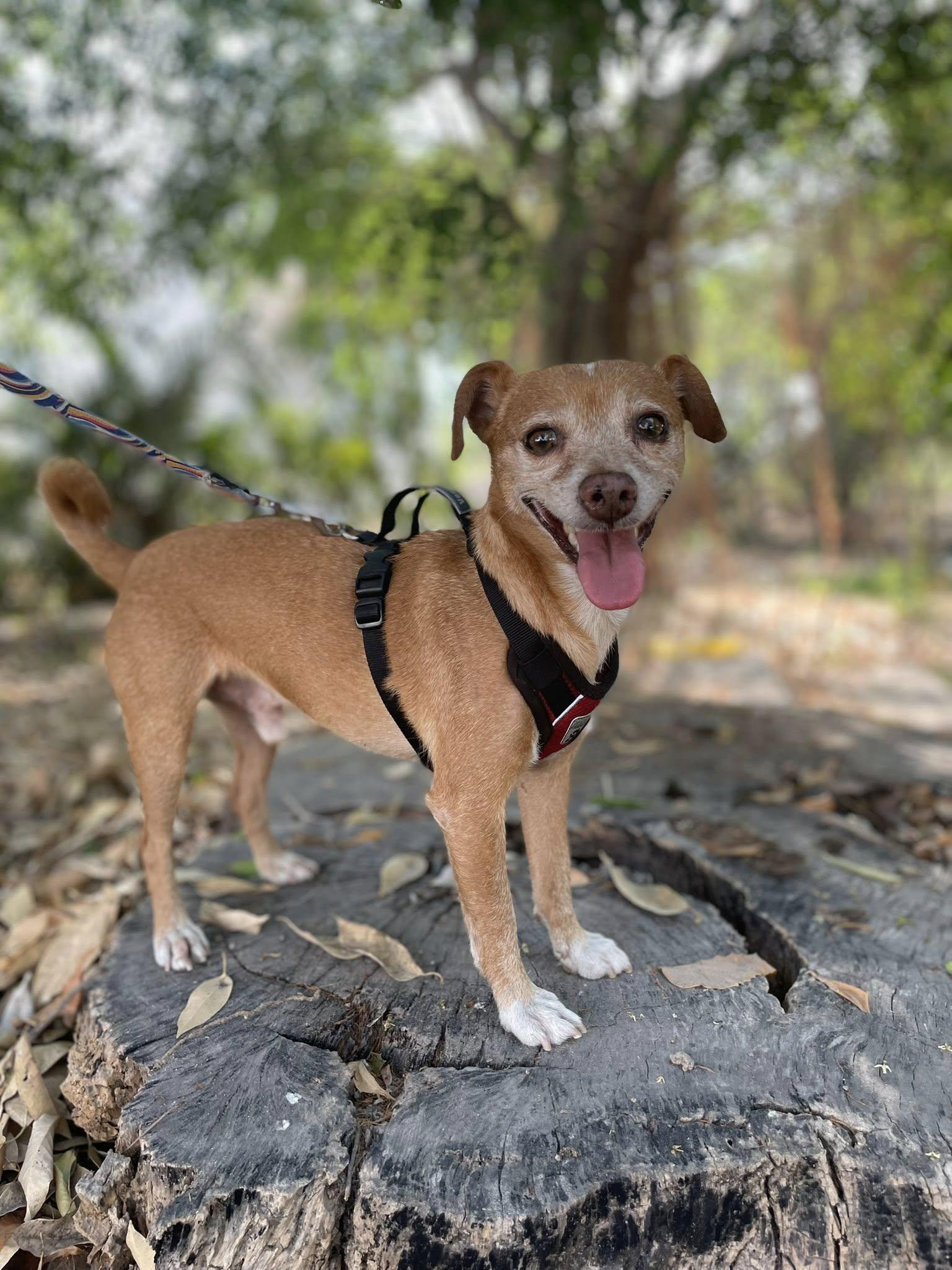 Enlarge Mazapán, a Adoptable mixed breed in Puerto Vallarta, JAL image 2/6
