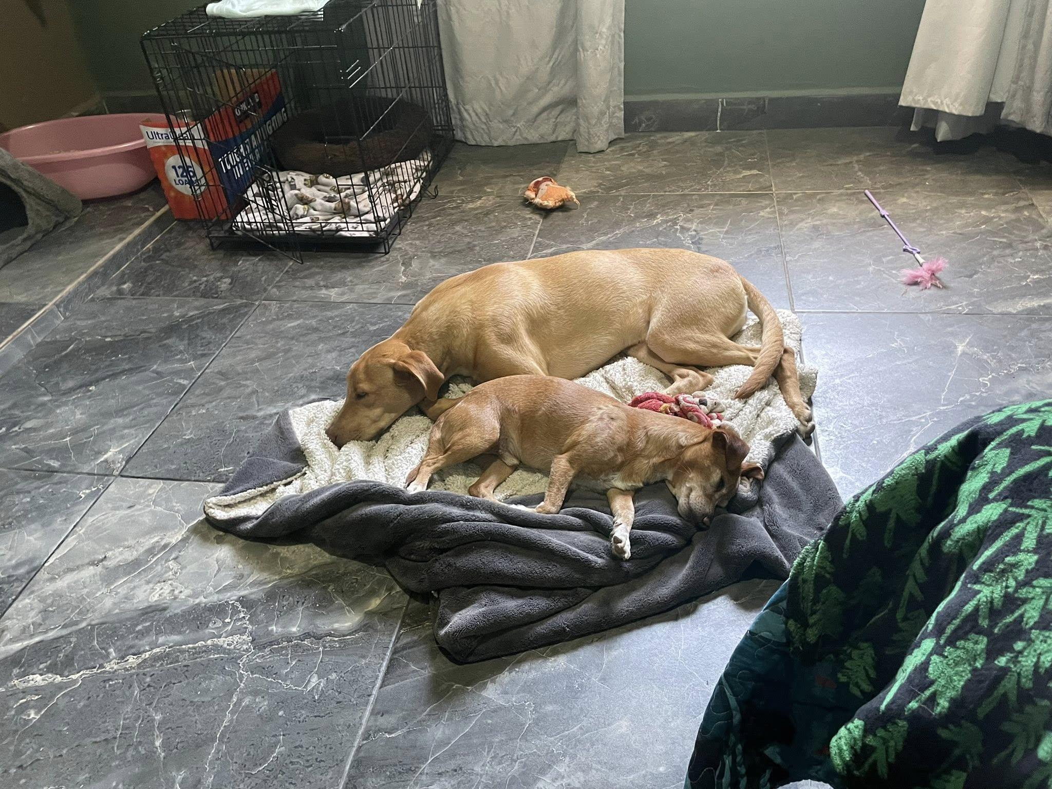 Enlarge Mazapán, a Adoptable mixed breed in Puerto Vallarta, JAL image 3/6