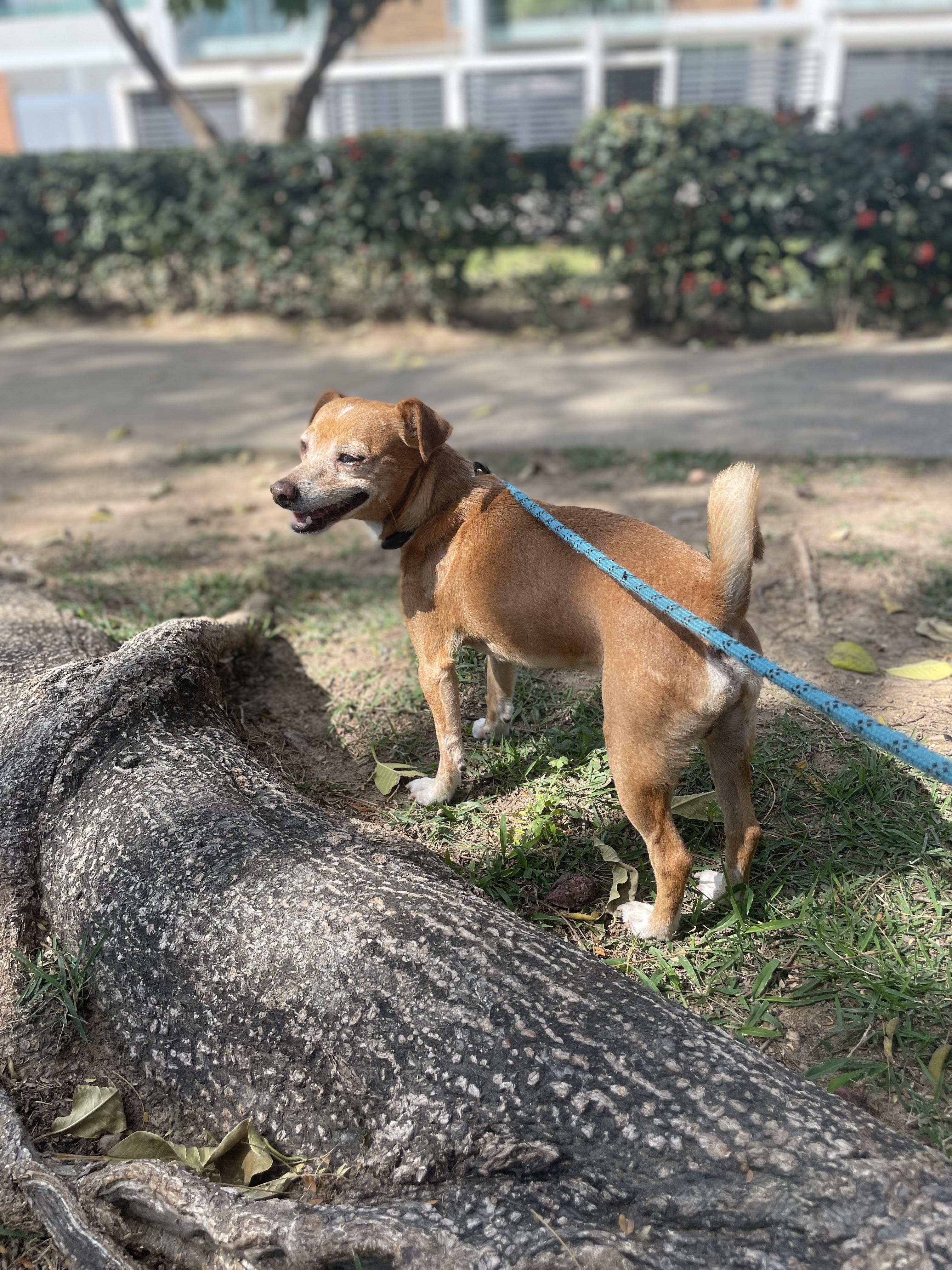 Enlarge Mazapán, a Adoptable mixed breed in Puerto Vallarta, JAL image 4/6