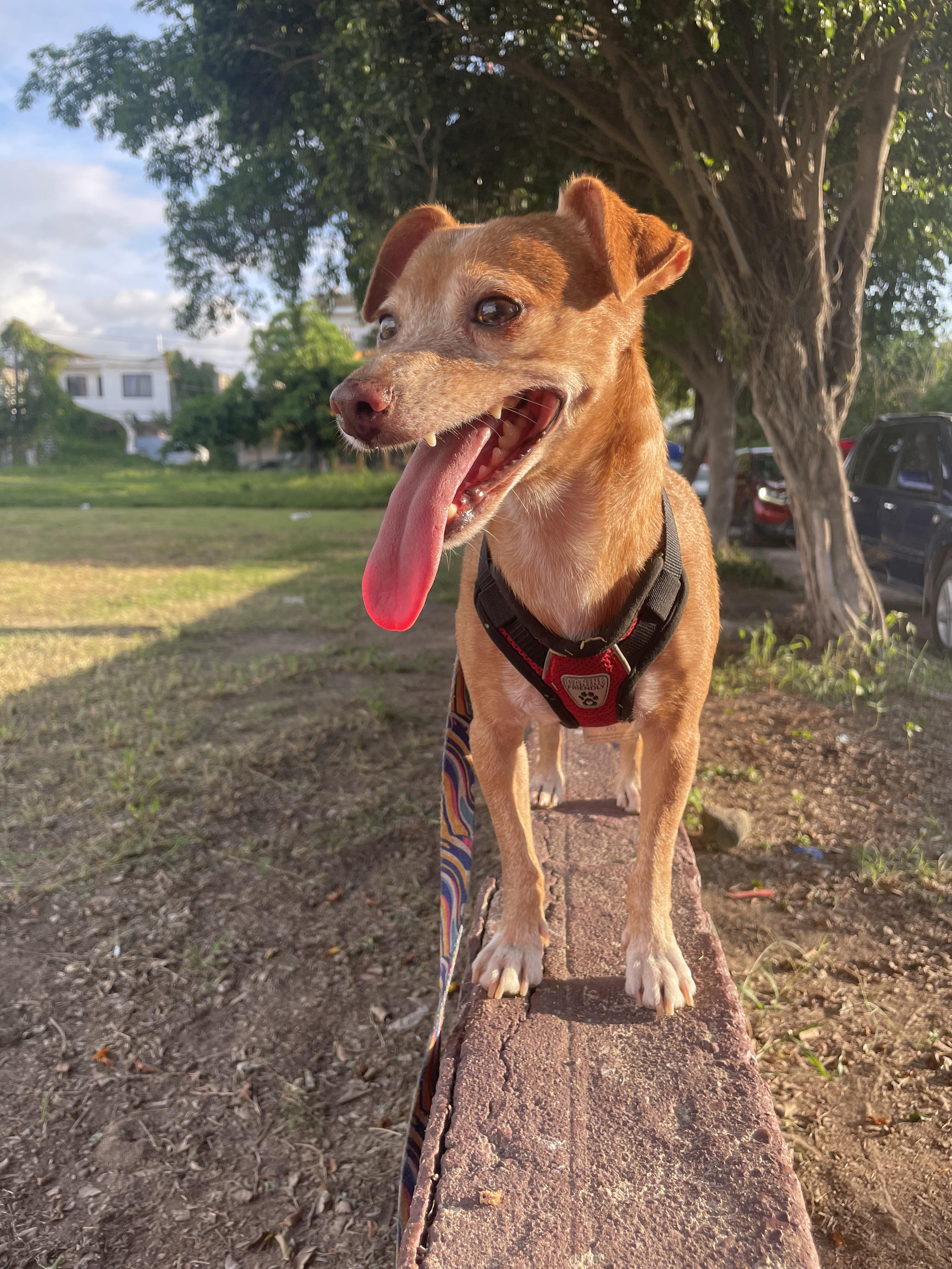 Enlarge Mazapán, a Adoptable mixed breed in Puerto Vallarta, JAL image 5/6