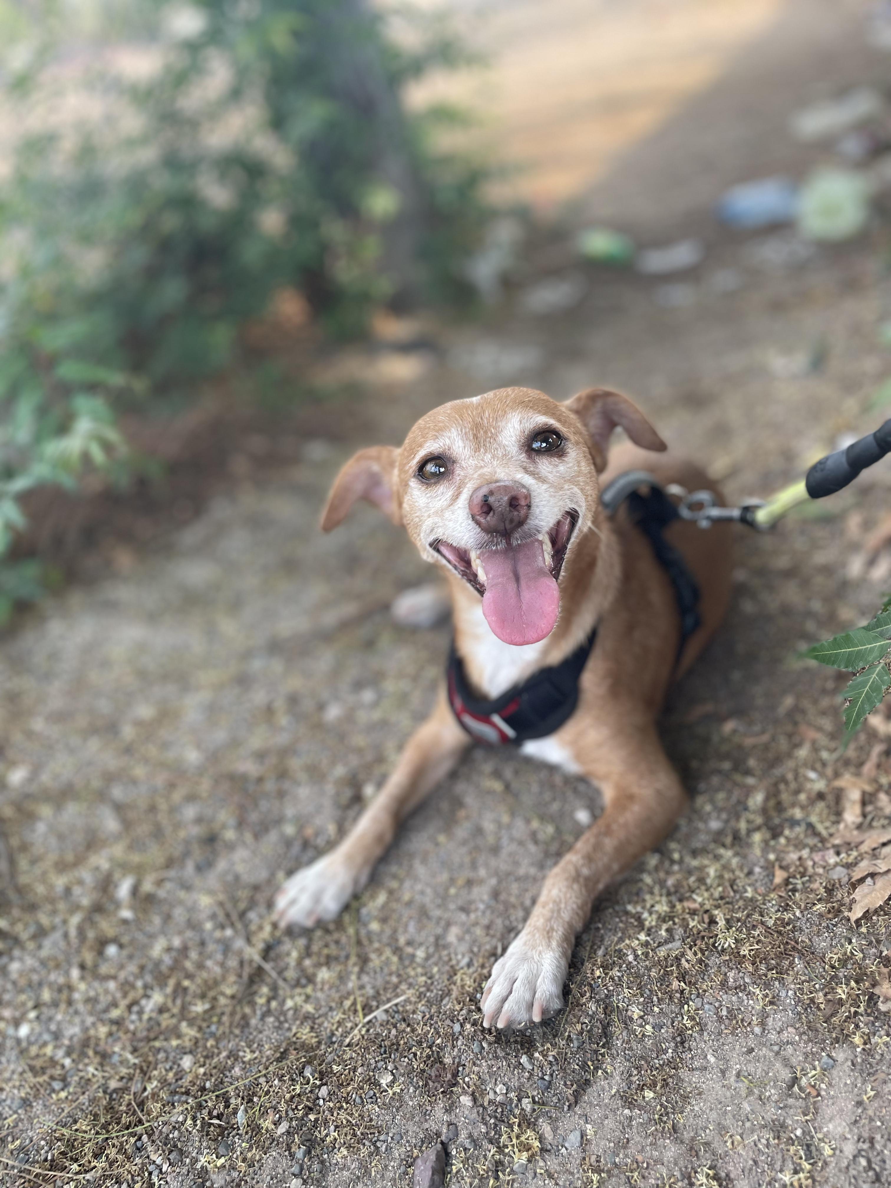 Enlarge Mazapán, a Adoptable mixed breed in Puerto Vallarta, JAL image 6/6