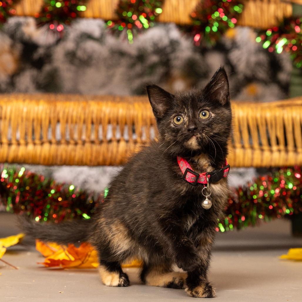 Holly, Adoptable, Kitten Female Domestic Short Hair.