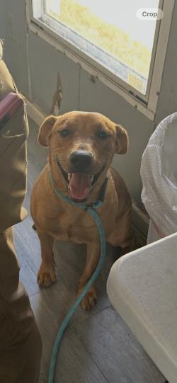 Enlarge Ruby, a Adoptable mixed breed in West Memphis, AR image 1/1