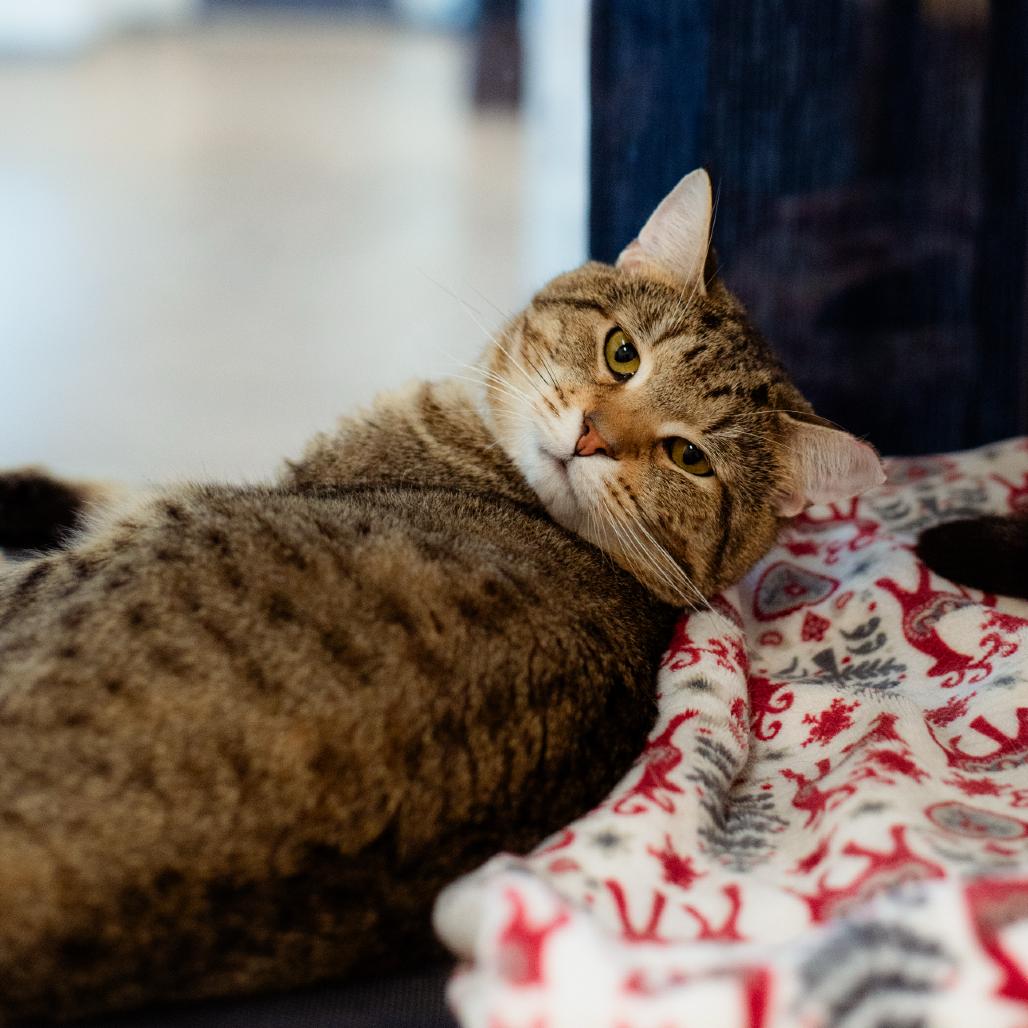 Woonsocket Spirit Cats!, Adoptable, Adult Male Domestic Short Hair.