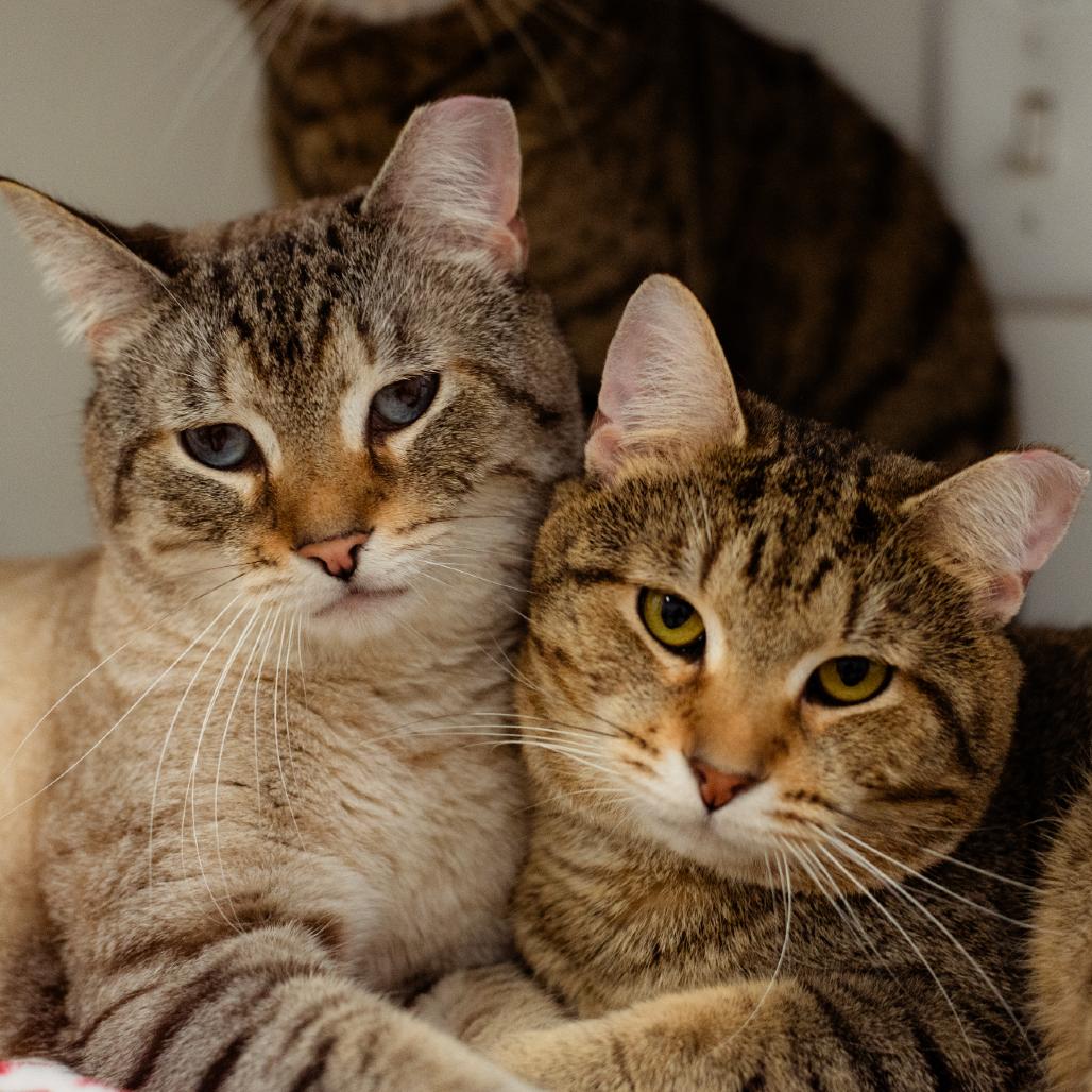 Enlarge Woonsocket Spirit Cats!, a Adoptable Domestic Short Hair in Warwick, RI image 2/6
