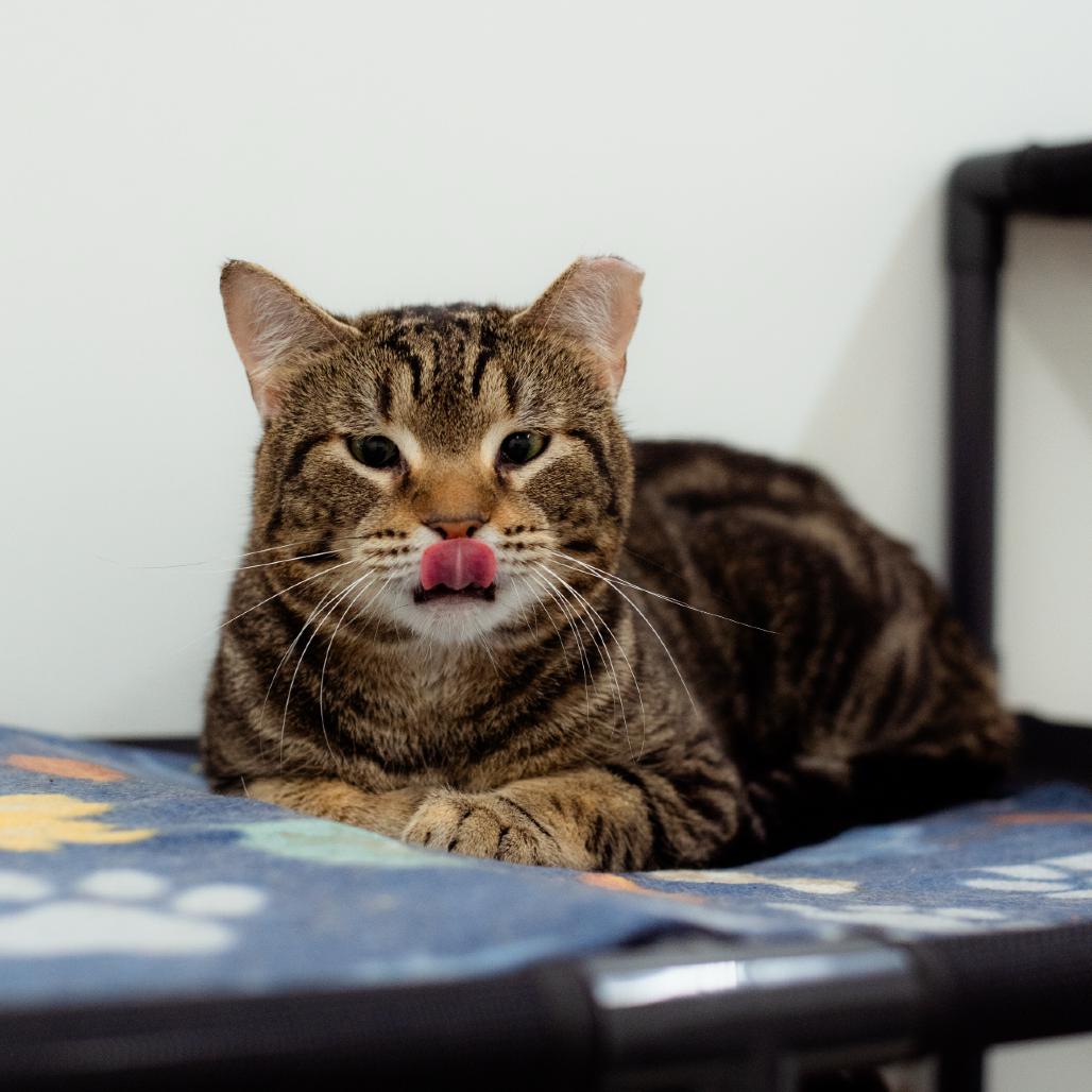 Enlarge Woonsocket Spirit Cats!, a Adoptable Domestic Short Hair in Warwick, RI image 3/6